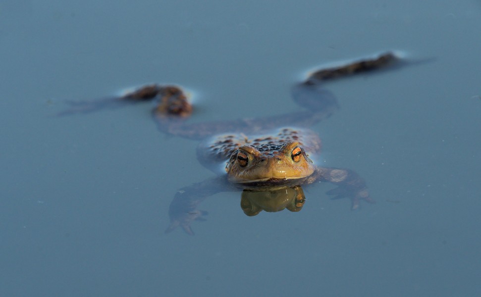Erdkröte treibt an der Wasseroberfläche (Foto: Robert Knopp)